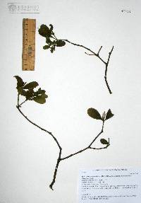 Phoradendron leucarpum subsp. macrophyllum image