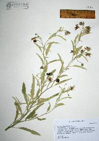 Solanum elaeagnifolium image