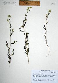 Cryptantha barbigera image