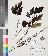 Actaea racemosa image