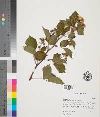 Rubus canadensis image