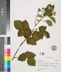 Rubus canadensis image