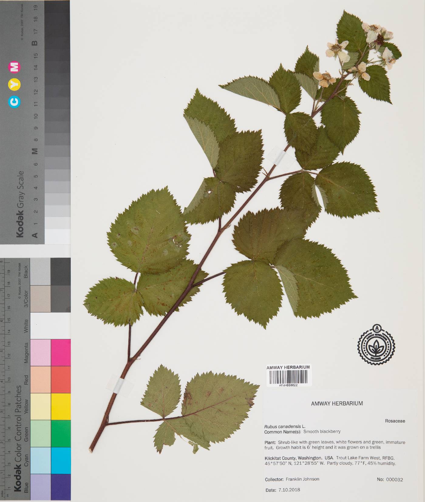 Rubus canadensis image