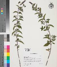 Mentha × piperita image