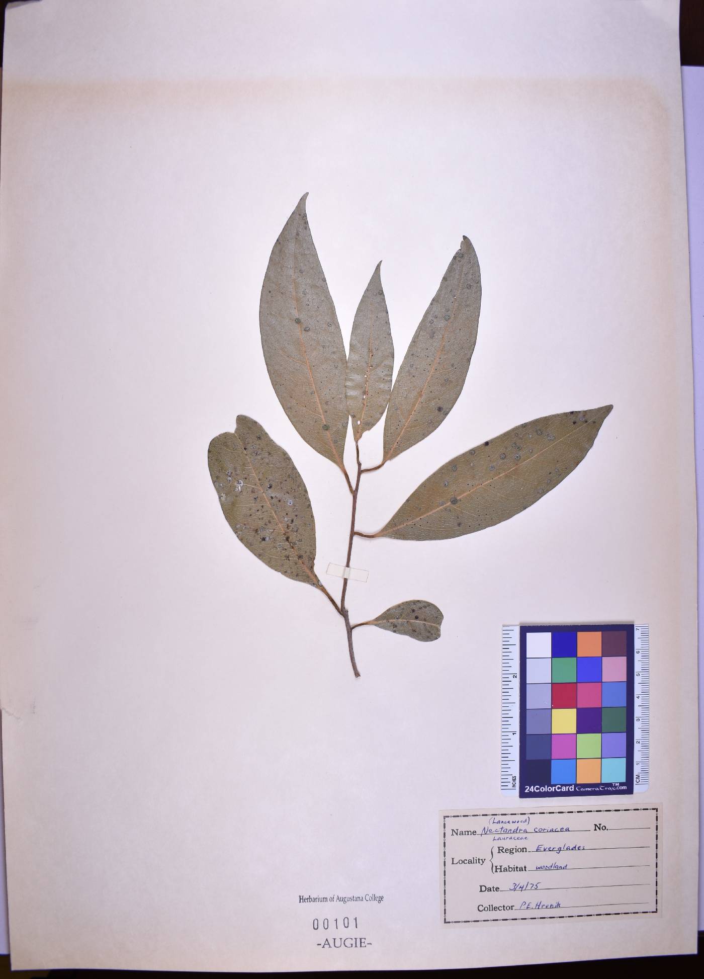 Nectandra coriacea image