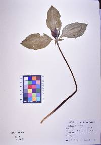 Trillium recurvatum image