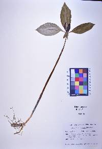 Trillium recurvatum image