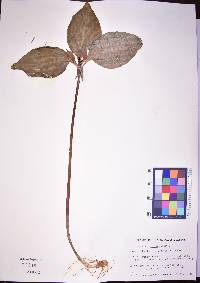 Trillium recurvatum image