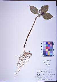 Trillium recurvatum image