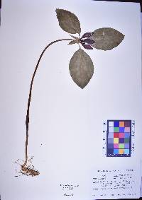 Trillium recurvatum image