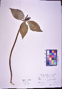 Trillium recurvatum image