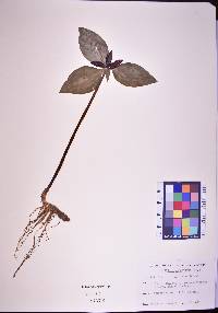 Trillium recurvatum image