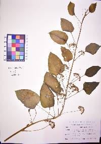 Smilax lasioneura image