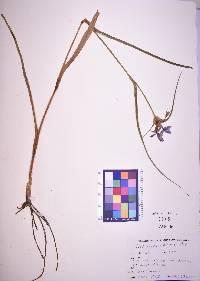 Tradescantia ohiensis image