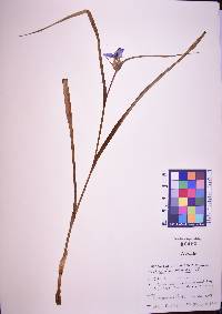 Tradescantia ohiensis image