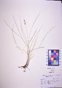 Carex saxatilis image