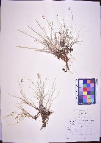 Bouteloua dactyloides image