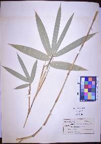 Chusquea gracilis image