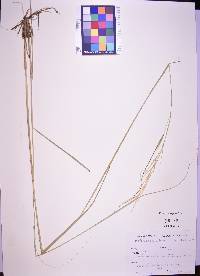 Hesperostipa spartea image