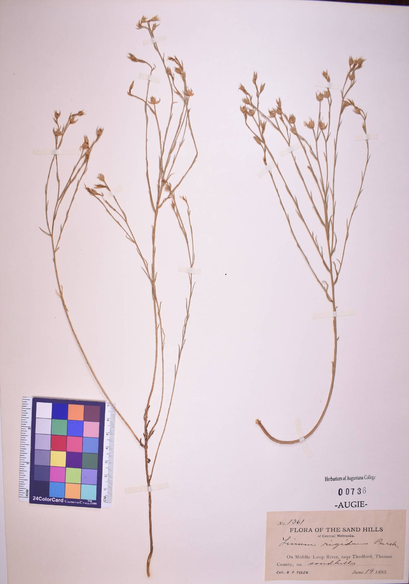 Linum rigidum image