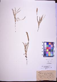 Plantago patagonica image