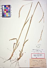 Paspalum setaceum var. stramineum image