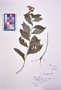 Image Associated With the Occurence