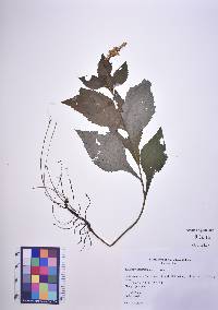 Image Associated With the Occurence