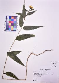 Helianthus divaricatus image