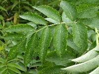 Sambucus canadensis image