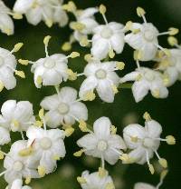 Sambucus canadensis image