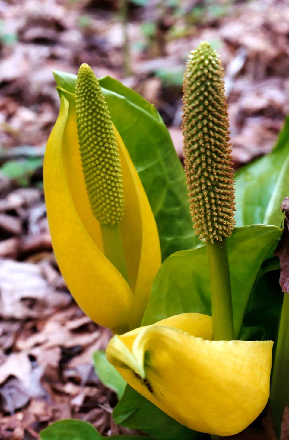 Lysichiton americanus image