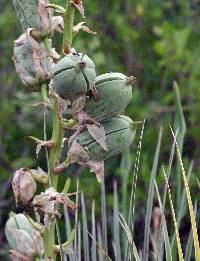 Yucca glauca image