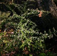 Symphyotrichum lateriflorum image