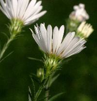 Symphyotrichum pilosum image