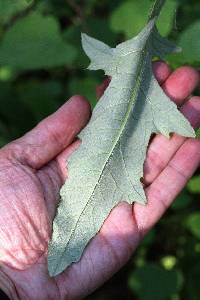 Cirsium altissimum image