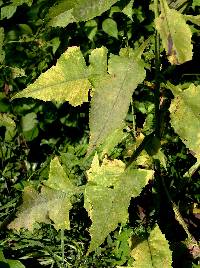 Lactuca biennis image