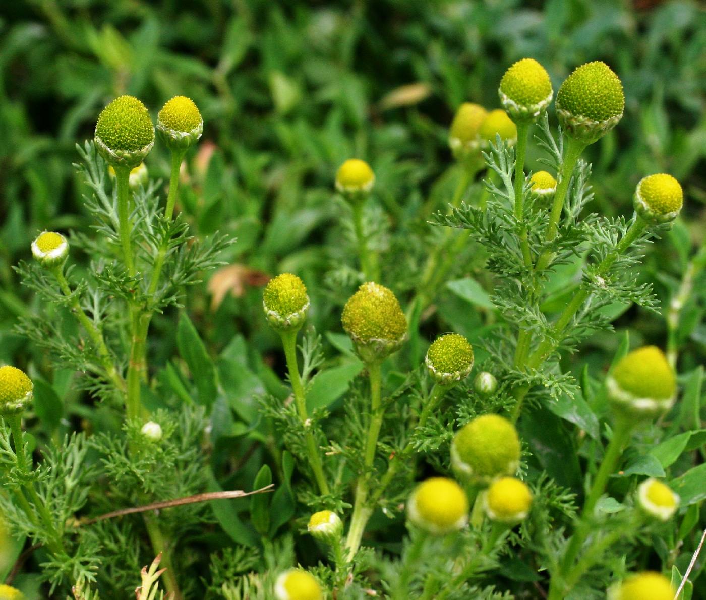 Matricaria discoidea image