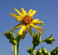 Silphium perfoliatum image