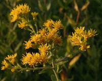 Solidago rigida image