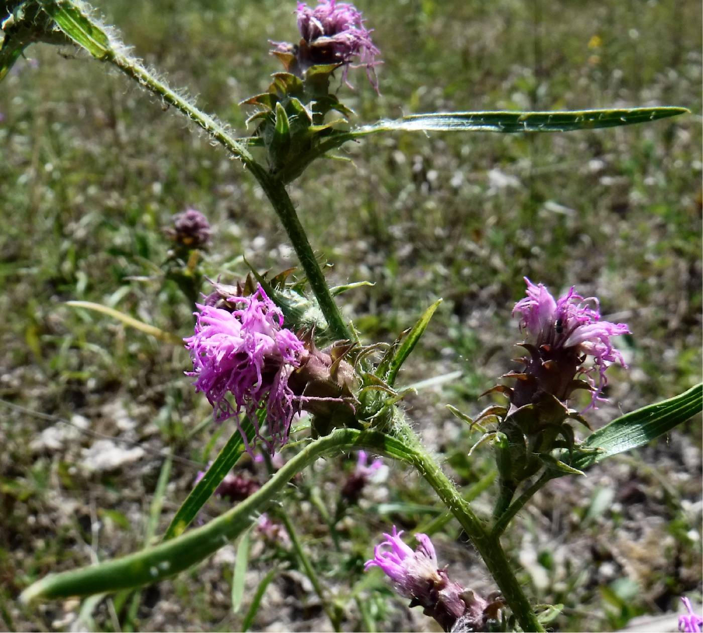 Liatris hirsuta image