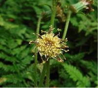 Image of Rugelia nudicaulis