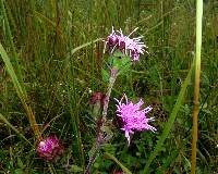 Liatris scariosa image