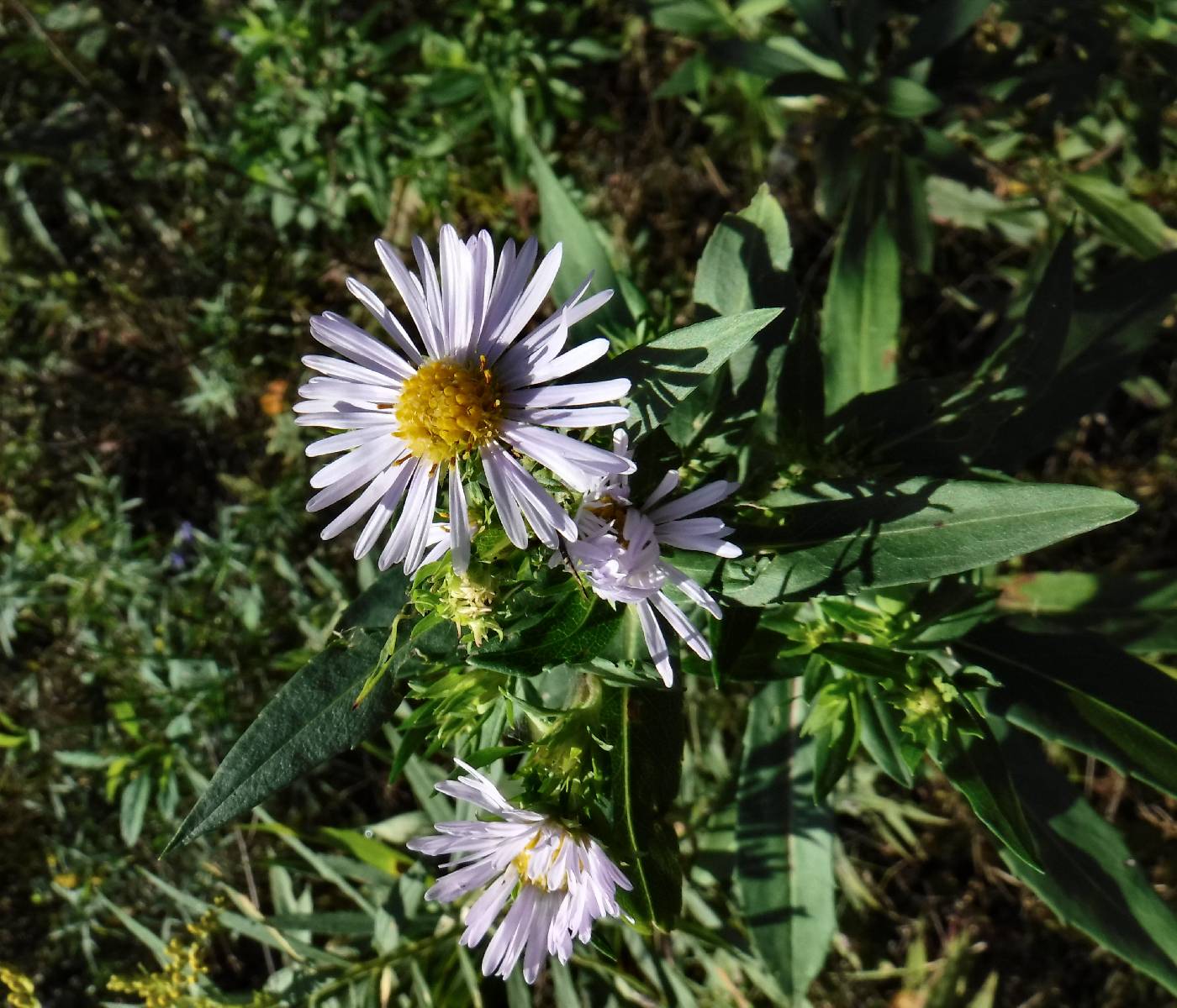 Symphyotrichum firmum image