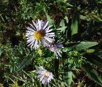 Image of Aster firmus