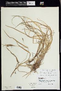 Carex debilis var. rudgei image