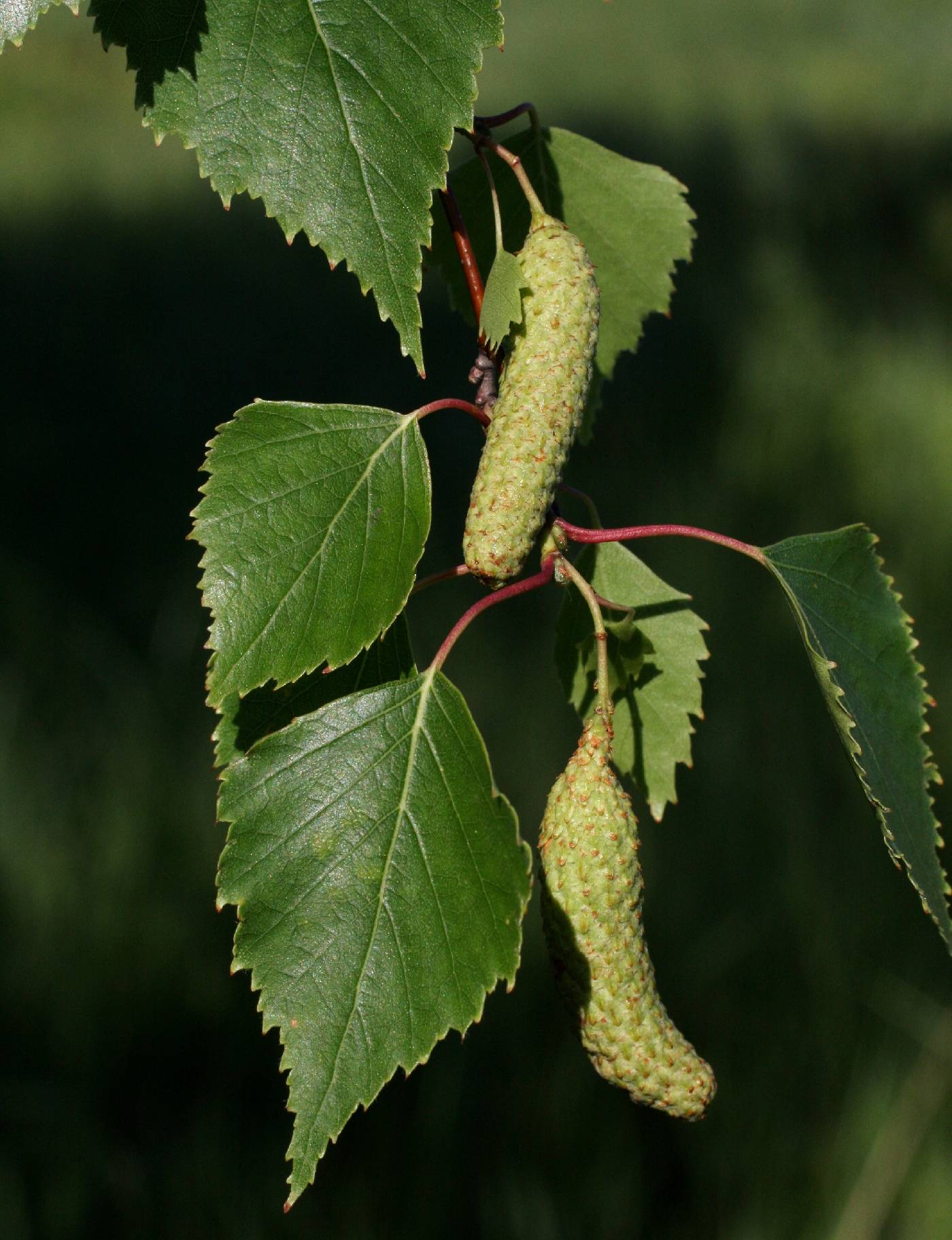 Betula pendula image