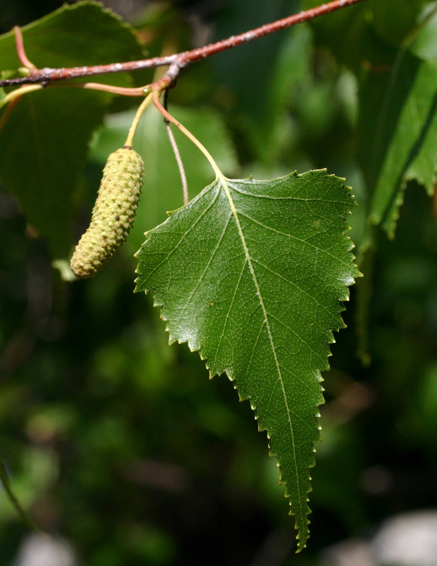 Betula populifolia image