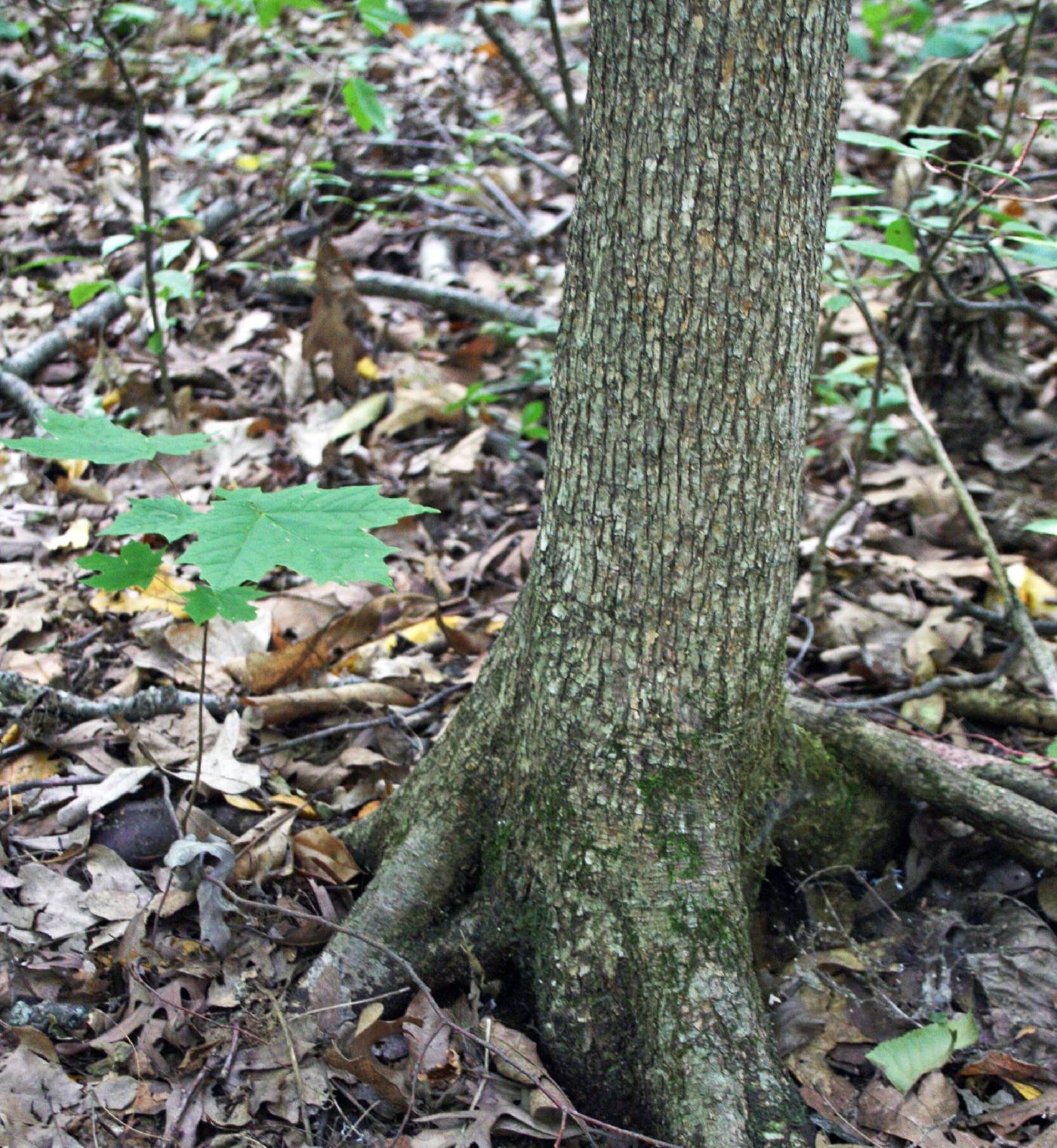 Ostrya virginiana image