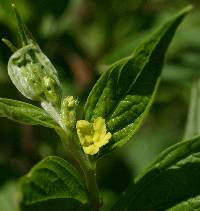 Lithospermum latifolium image